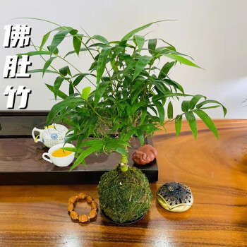 观音竹米竹红观音竹佛肚竹金明竹日本红寒竹室内竹子水培绿植盆栽