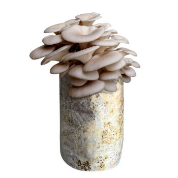 soumiety蘑菇菌种家养蘑菇菌包自种蘑菇种植包平菇家庭食用菌花卉花
