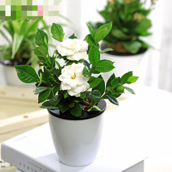 桅子花盆栽室内大叶栀子花盆栽小叶桅子花苗独杆栀子花牡丹栀子四季m5