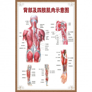 人体肌肉骨骼器官内脏解剖大挂图男性肌肉分布图海报横版升级版背部及