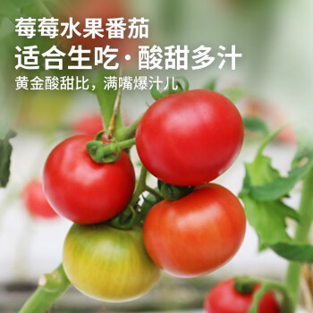 密农人家农家莓莓番茄 酸甜多汁 水果西红柿 草莓柿子 新鲜草莓番茄450g 莓莓番茄450g