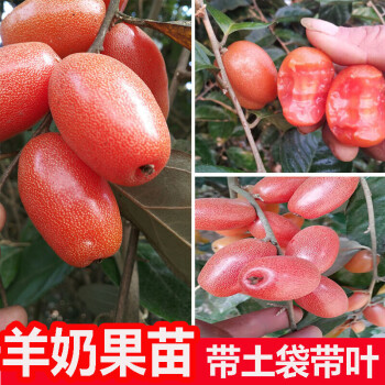 soumiety羊奶果苗特大果形 德甜二号 胡颓子苗胡秃子苗羊奶果树苗当年