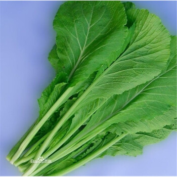 萌肉居 春菜种子 青菜种子 四季蔬菜 立春蔬菜 春天 蔬菜 青菜种子100