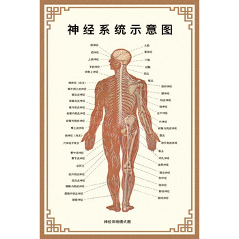 人体内脏解剖示意图全身器官分布图医院心脏解剖挂图医学海报神经示意