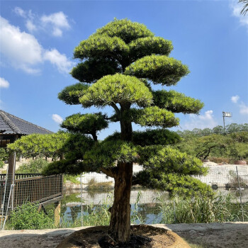 迎客松造型罗汉松盆景地景大苗别墅庭院盆栽老桩罗汉松小盆景2025厘米