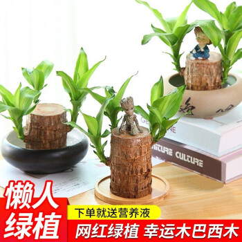 巴西木格鲁特盆栽幸运木水养水培植物桌面绿植办公室室内小盆栽花卉