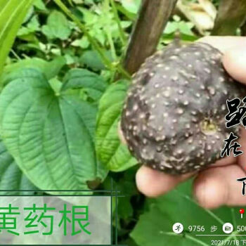 伟博野生新鲜黄药子黄药中药材朱砂七黄药黄药根木药子黄独子新鲜5斤