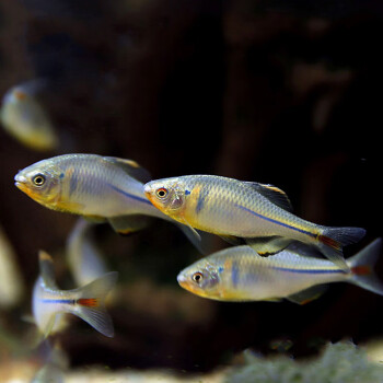 中华鳑鲏彩石旁皮观赏鱼活体水族宠物中国原生群游鱼