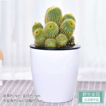 仙人掌盆栽办公室桌面观赏水培肉肉植物盆景 群生金冠(白龙蛋中盆 带