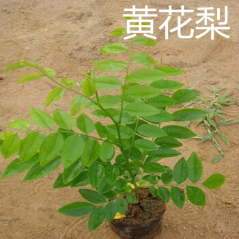 慕春园艺小叶紫檀树苗 沉香苗 印度小叶紫檀小苗 菩提