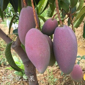 黄铭证金煌芒芒果苗树苗 庭院盆栽嫁接果树苗 凯特芒果树苗红贵妃芒果