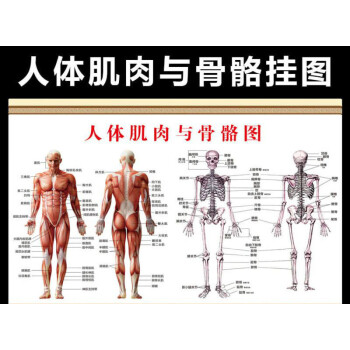 人体骨骼图大挂图器官内脏结构图穴位图人体肌肉解剖图高清大海报 24