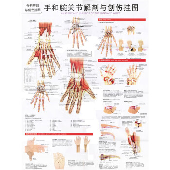 人体解肩关节手和腕关节解剖与创伤挂图贴画医院诊所骨科装饰海报 手