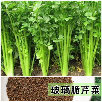 小香葱种子香菜小白菜油菜大叶菠菜芹菜生菜种籽 【玻璃脆芹菜2500粒