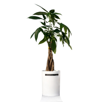 缠杆发财树盆栽 室内绿植小盆景绿色办公室花卉植物礼品 如图花盆 连