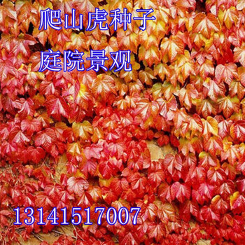 三叶地锦爬山虎种籽庭院五叶绿植爬藤植物四季常青易攀爬墙虎种子