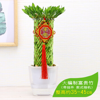 编织富贵竹(b款带挂件 带盆栽好