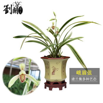 建兰名贵品种大集合内含多种收藏铭品冬带花苞出售花卉绿植峨眉弦2苗