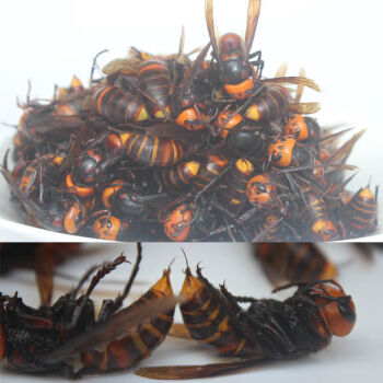 地龙蜂大马蜂虎头蜂活蜂泡酒黄蜂胡蜂蚂蜂现泡赛黑蜂红娘 1斤成型变黑