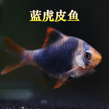 三间虎皮鱼活体20条装蓝虎皮绿金虎皮水族世界热带观赏鱼草缸群游 蓝