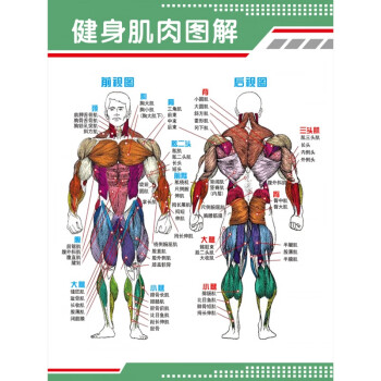 健身肌肉图解挂图贴画人体肌肉结构解剖人体器官解剖图示意图海报 pp