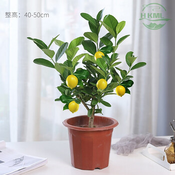 香水柠檬树盆栽植物金桔树室内客厅花好养树苗结果网红绿植柠檬树3年