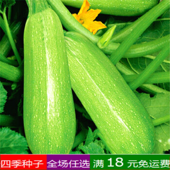蔬菜瓜果种子四季播种黄瓜秋葵番茄辣椒草莓胡萝卜南瓜丝瓜种籽孑早青