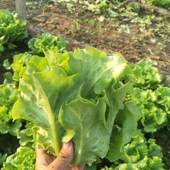 正常发货滨淇生菜籽生菜种子香甜奶油生菜耐抽苔生菜结球生菜绿色蔬菜