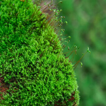 青苔藓鲜活苔藓微景观植物盆景盆栽水陆缸假山草造景材料白发藓短绒