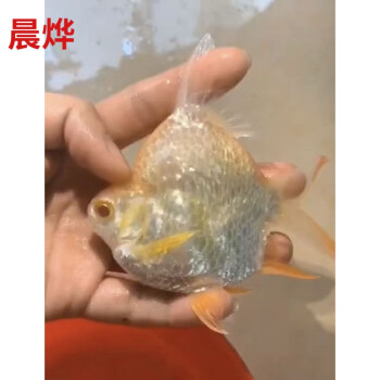 朵芮蜜短身泰国鲫鱼元宝鲫金元宝短身柠檬鲫发财鱼热带观赏鱼活体柠檬