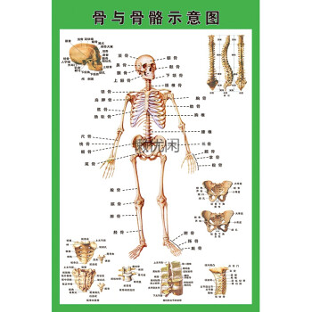 人体内脏解剖示意图医学宣传挂图人体器官心脏结构图医院海报定制骨与