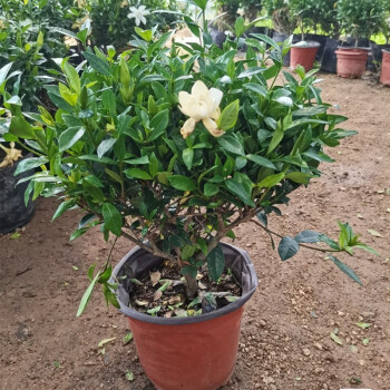 独杆栀子花盆栽多季节开花大颗老桩小叶栀子花树苗牡丹浓香型室内外