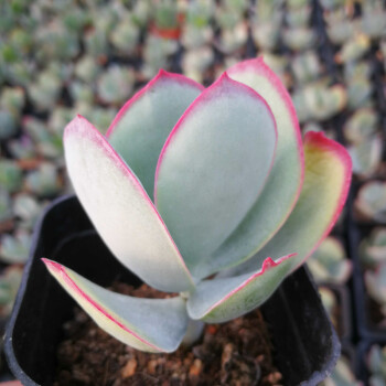 小贵货肉肉植物 多肉盆景公室内迷你绿植花卉盆栽 不含盆 白眉4-6cm