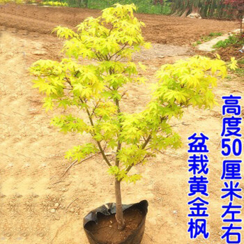 苗圃直销绿化树苗 日本橙之梦黄金枫树苗 红枫树苗 赤枫树苗盆栽 盆栽