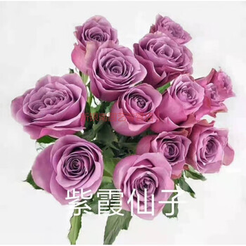 进口欧月奥斯汀浓香型鲜花玫瑰切花月季花苗盆栽地栽花卉 紫霞仙子 不