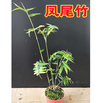 正宗熊猫竹子植物菲白竹苗姬竹黄金姬竹金黄竹叶面出艺小竹子盆景室内