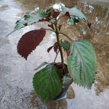 盐茜苗野生土香菜广西盐茜盆景芫荽配菜香味浓厚小苗山野香菜种苗