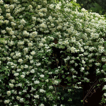 红木香花苗爬藤植物白黄木香花苗盆栽四季特大花攀爬