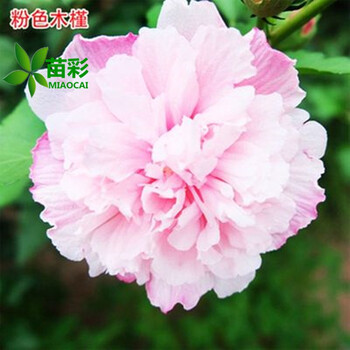 重瓣 粉色木槿 1公分粗【隔年开花】