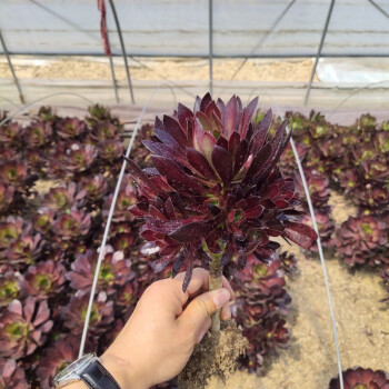 法师多肉老桩红覆轮黑法师铜壶盆栽美杜莎一物一拍巨型绿植物缀化绿箭