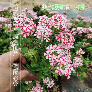花姬多品种美女樱盆栽苗庭院花卉阳台植物耐寒耐热新手易爆盆花期长