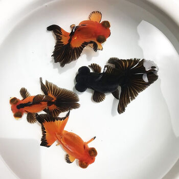 观赏鱼蝶尾金鱼红蝶黑蝶蝶尾鱼苗水族宠物冷水鱼淡水鱼包活易养活46cm