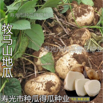 早熟牧马山地瓜种子春夏季凉薯水果地瓜高产大田生食脆甜多汁500克