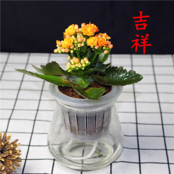 长寿花盆栽花卉 室内桌面观花植物 重瓣长寿花绿植四季开花植物 吉祥