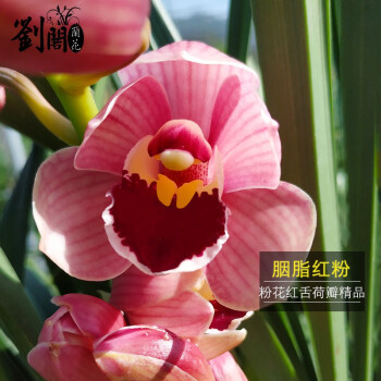 刘阁兰花苗粉色荷瓣新品胭脂红粉冬带花苞出售阳台室内外好养花卉盆栽