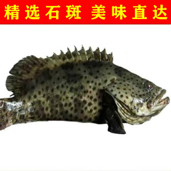 龙胆石新鲜斑鱼老虎斑鲜活现杀珍珠斑真空包装海鲜水产爱唯温妮顺丰