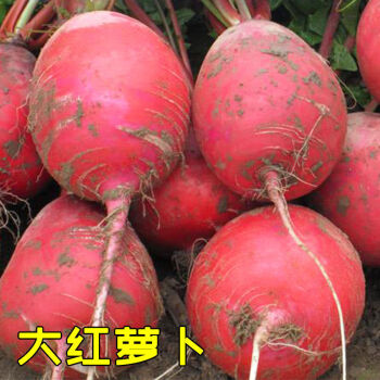 花明月大红萝卜种子红皮水果胭脂萝卜水萝卜种籽东北春季四季蔬菜种孑