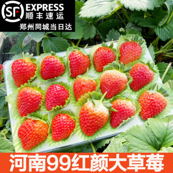 顺丰现摘河南99大草莓生鲜奶香品种红颜奶油草莓新鲜现摘现发甜牛奶