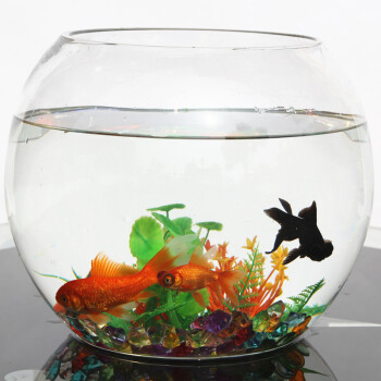 圆形鱼缸水族箱生态金鱼缸玻璃小型热带鱼创意