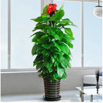 绿萝盆栽室内花卉绿植吊兰植物吸除甲醛长藤水培绿箩